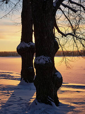 Jouko Lehto Royalty-Free and Rights-Managed Images - Winter Trees by Pyhajarvi by Jouko Lehto