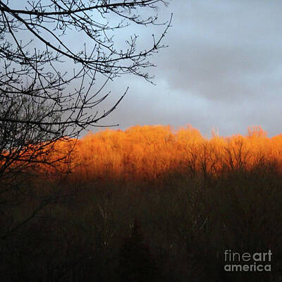 Music Photos - Winter Trees Illuminated Golden Branches sunset SQ by GJ Glorijean