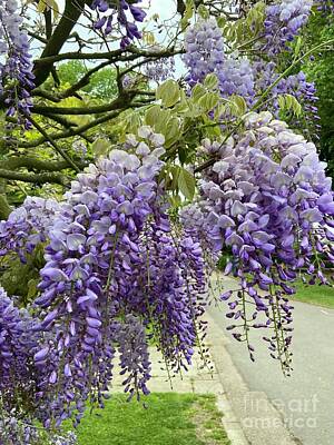 Discover Inventions - Wisteria Bloom by Loretta S