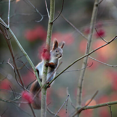 Jouko Lehto Royalty-Free and Rights-Managed Images - With the red rowan berries. Eurasian red squirrel by Jouko Lehto
