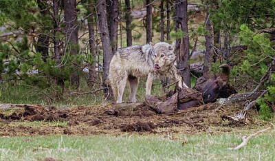 Albert Bierstadt - Wolf and Bison Carcass Yellowstone National Park by Joan Carroll