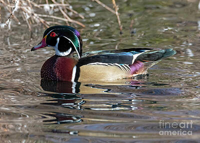 Modern Kitchen Royalty Free Images - Wood Duck Drake Royalty-Free Image by Michael Dawson
