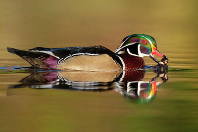 Israeli Flag Royalty Free Images - Wood Duck Eating Royalty-Free Image by Jerry Fornarotto