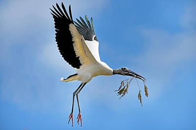 Vintage Buick - Wood Stork With Branch by Matthew Lerman