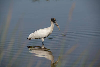 Sultry Plants Rights Managed Images - Wood stork searching for food Royalty-Free Image by Dan Friend