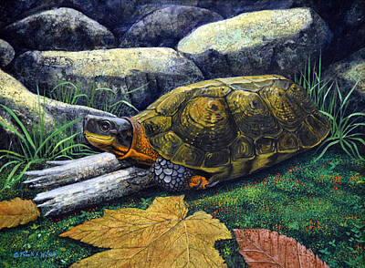 Reptiles Paintings - Wood Turtle by Frank Wilson