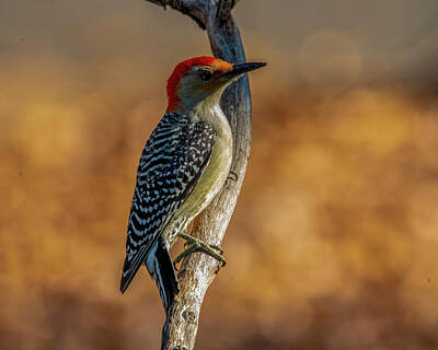 Old Masters - Woodpecker Autumn by Cathy Kovarik
