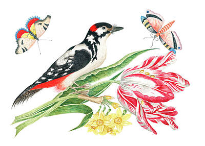 Animals Paintings - Woodpecker, Tulip and Butterflies by Bird Republic