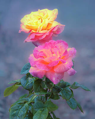 Roses Photos - Yellow and Pink Roses by Penny Lisowski