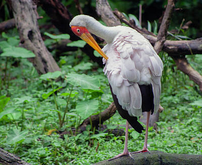 Birds Royalty Free Images - Yellow-Billed Stork in Nile Wetlands Royalty-Free Image by Matthew Bamberg