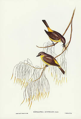 Sultry Flowers Rights Managed Images - Yellow-breasted Robin Eopsaltria Australis illustrated by Elizabeth Gould  Royalty-Free Image by Artistic Rifki