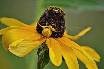 Modern Patterns Rights Managed Images - Yellow Crab Spider on Black Eyed Susan Flower Royalty-Free Image by Gaby Ethington