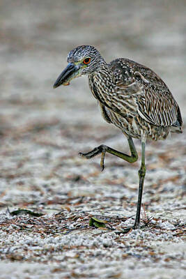 Lori A Cash Royalty-Free and Rights-Managed Images - Yellow-Crowned Night Heron Immature by Lori A Cash