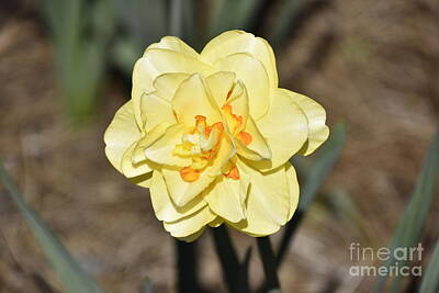 Guns Arms And Weapons - Yellow Daffodil with Orange by Cheryl Hardt Art
