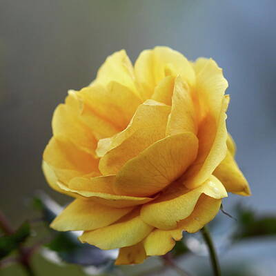 Jouko Lehto Royalty-Free and Rights-Managed Images - Yellow fall. Last roses of the year by Jouko Lehto