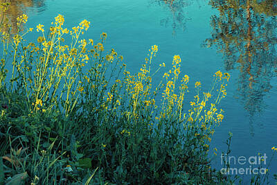 Landscapes Royalty-Free and Rights-Managed Images - Yellow flowers in sunlight at a pond by Patricia Hofmeester