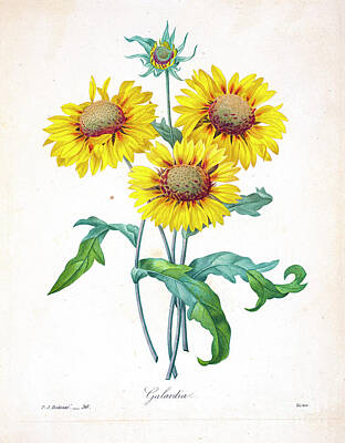 Floral Drawings - yellow Gaillardia illustration 1827 r1 by Botany