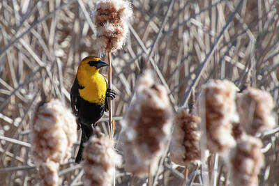 Birds Royalty Free Images - Yellow-headed Blackbird in Cattails Royalty-Free Image by Cascade Colors