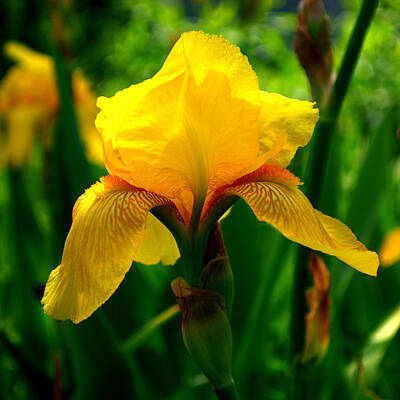 Negative Space - Yellow Iris Flower on Vivid Green Squared by Gaby Ethington