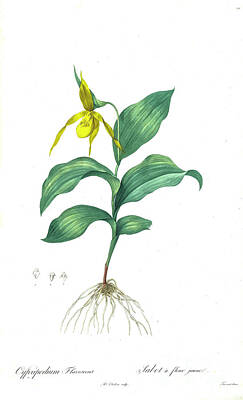 Lilies Drawings - Yellow Ladys Slipper Z5 by Botanical Illustration