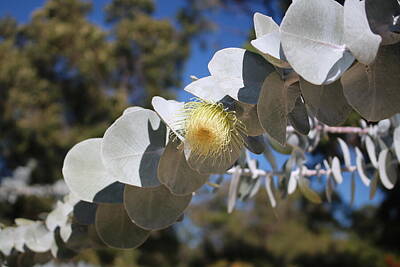 Roses Photos - Yellow Mallee Flower by Michaela Perryman
