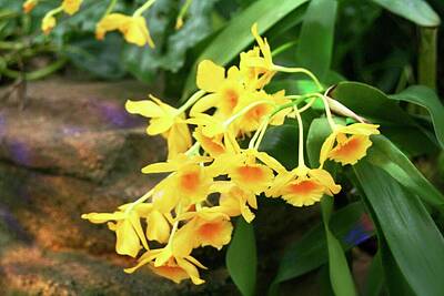 Frank Sinatra Rights Managed Images - Yellow Orchid Royalty-Free Image by Masha Batkova