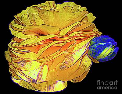 Abstract Flowers Photos - Yellow Ranunculus Flower Blue Edge Expressionist Abstract by Rose Santuci-Sofranko