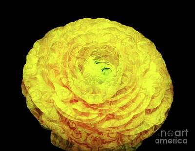 Abstract Flowers Photos - Yellow Ranunculus Flower Brocade and Soft Melt Abstract by Rose Santuci-Sofranko