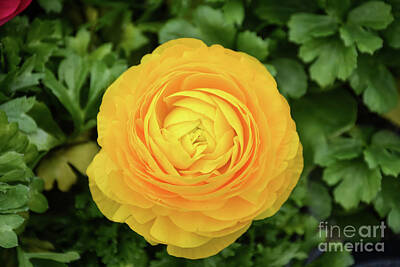 Think Pink Tees - Yellow Ranunculus Flower by Jann Denlinger
