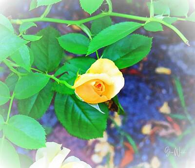 Lighthouse - Yellow Rose Bud by Gina Welch
