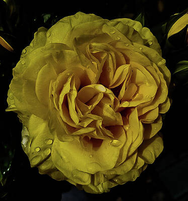 Soap Suds - Yellow rose by Diana Fone