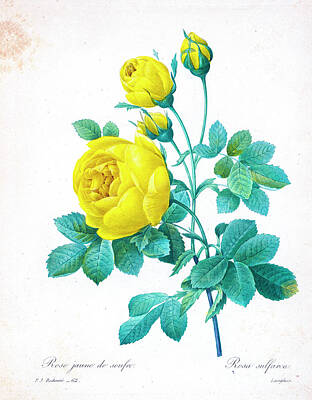 Roses Drawings - Yellow Rose illustration 1827 r1 by Botany