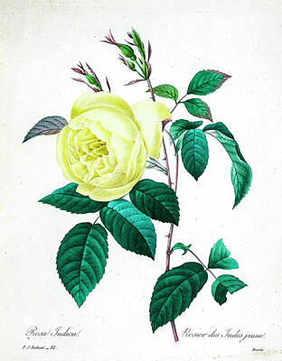 Roses Drawings - yellow rose illustration 1827 R2 by Botany