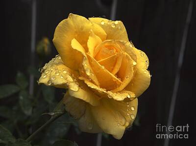 Zen - Yellow Rose Wet by Richard Thomas
