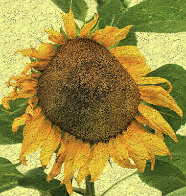 Sunflowers Paintings - Yellow sunflower 01 by Flees Photos