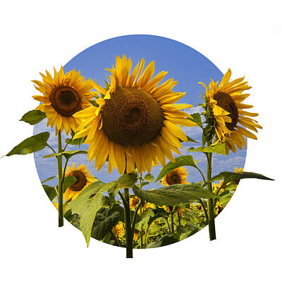 Randall Nyhof Royalty-Free and Rights-Managed Images - Yellow Sunflowers with Blue Sky by Randall Nyhof
