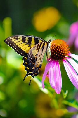 Negative Space Rights Managed Images - Yellow Swallowtail 305 Royalty-Free Image by Angela Conklin