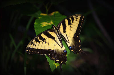 Sheep - Yellow Swallowtail Butterfly on Fall Leaf Highlighted by Gaby Ethington