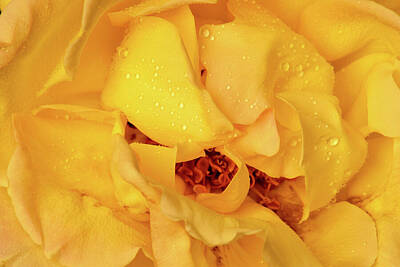 Roses Photos - Yellow Tea Rose Mandala 05 by Emerald Studio Photography
