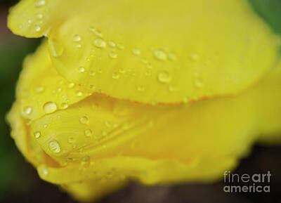 Abstract Flowers Photos - Yellow Tulip with Raindrops II Abstract by Iris Richardson