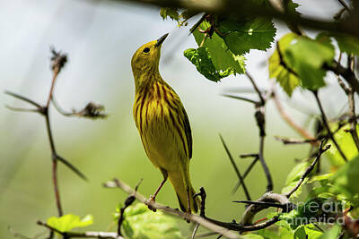 Say What Rights Managed Images - Yellow Warbler Royalty-Free Image by JT Lewis