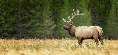 Black And White Rock And Roll Photographs - Yellowstone Elk Profile by Stephen Stookey