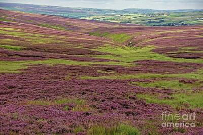 Its A Piece Of Cake - Yorkshire moorland heather. by David Birchall
