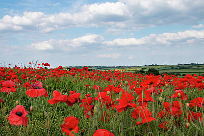 Quotes And Sayings - Yorkshire Poppy Field wildflowers by Airpower Art