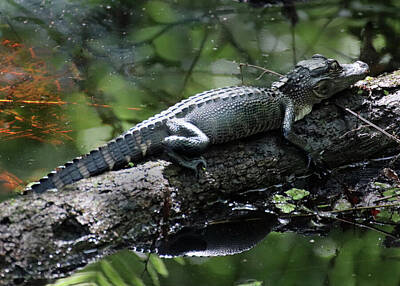 Reptiles Photos - Young Alligator on a Log by David T Wilkinson