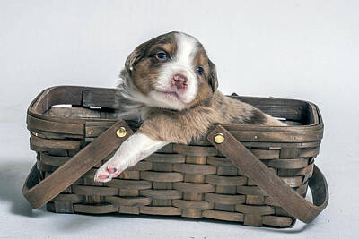 Rights Managed Images - Young Australian Shepherd puppy relaxing Royalty-Free Image by Dan Friend