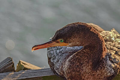 Fromage - Young Cormorant Profile by Debra Martz