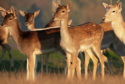 Golfing Royalty Free Images - Young Deer in Richmond Park London Autumn Royalty-Free Image by Henry Tang