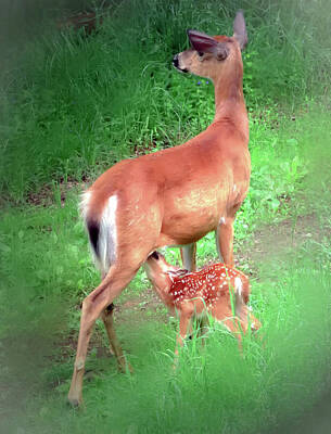 Woodland Animals - Young Fawn Nurses  by Patricia Keller