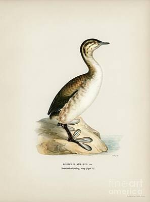 Circle Abstracts - Young horned grebe Podiceps auritus illustrated by the von Wright brothers. by Shop Ability